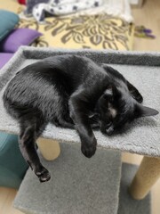 cat on the couch