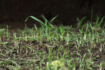 Grass plant grow on soil