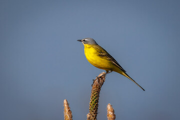 A close-up of a male Western Yellow Wagtail sitting on top of a pine tree, facing sideways to the camera lens on a sunny spring evening.