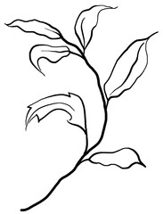Hand drawn twig with leaves, black outlines, isolated illustration, wedding stationery element