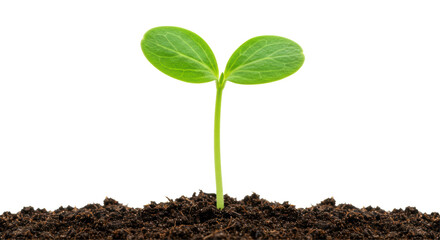 Isolated Sprout in Soil