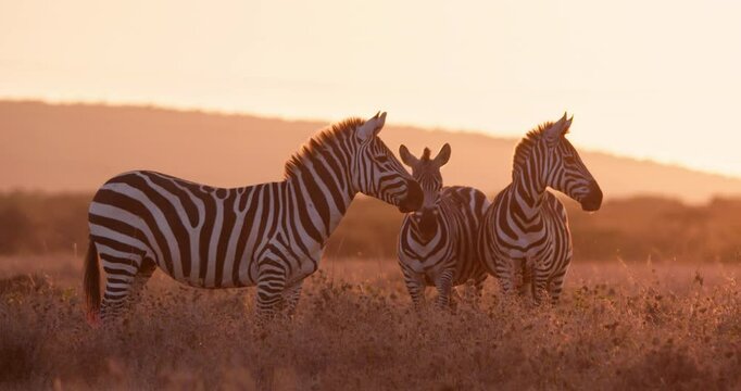 Wide shot of a dazzle of zebras (Equus quagga) observing the grasslands cast with a golden hue of the sunset in kenya 