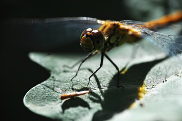 A large yellow dragonfly sits on a green leaf, casting deep shadows