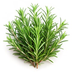 Fototapeta premium fresh dill isolated on white