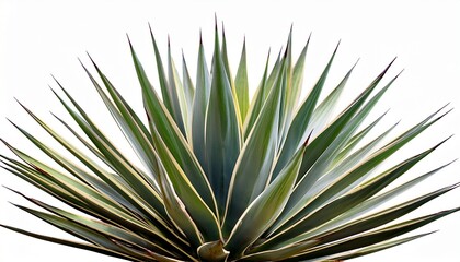 sisal agave with large spiky leaves short isolated