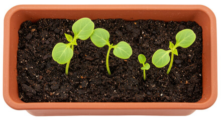 Isolated Seedlings