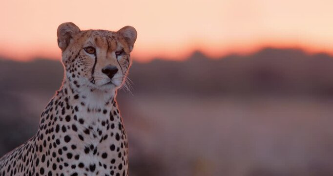 Close up shot of a monocular cheetah's (Acinonyx jubatus) upper body scanning the savanna during evening in kenya 