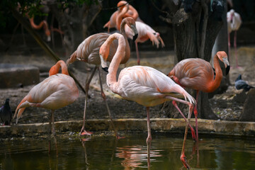 Groupe de flamants roses au bord d'un étang
