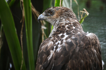 Portrait d'un rapace