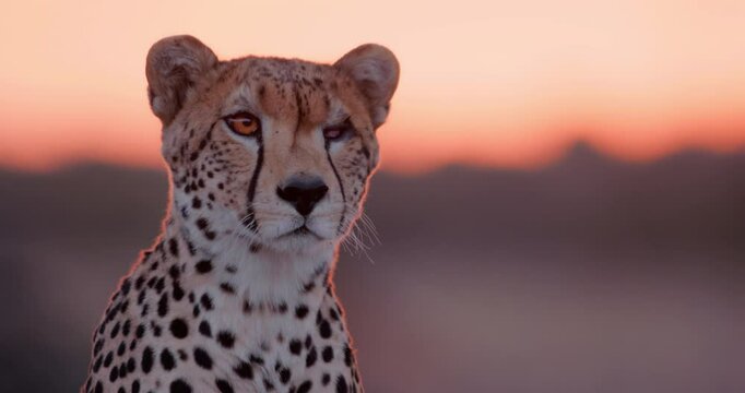 Close up shot of a monocular cheetah's (Acinonyx jubatus) head observing the grasslands of kenya at the evening in kenya