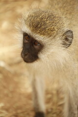 Primo piano Scimmia africana 