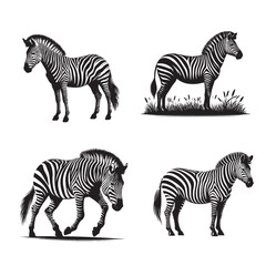Obraz premium Set of Realistic Zebra Illustrations in Different Poses