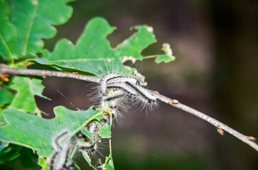 Eichen-Prozessionsspinner am Baum