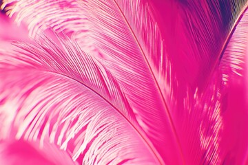 Obraz premium Close-up view of vibrant pink feathers, showcasing delicate striations and a gradient effect. Detailed texture and color