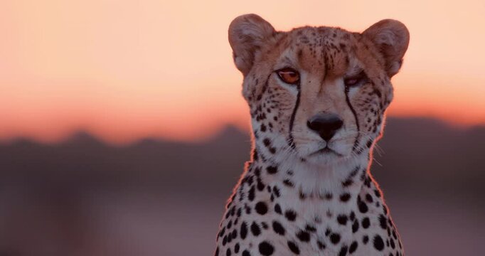 Close up shot of a monocular cheetah's (Acinonyx jubatus) head observing the grasslands of kenya at the evening in kenya