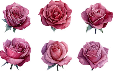 Fototapeta premium set of roses isolated on white