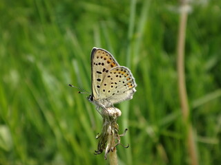 The sooty copper butterfly (Lycaena tityrus), mele resting on a spent dandelion head