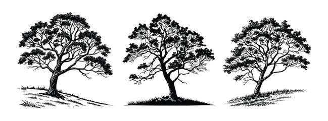 Three silhouettes of trees