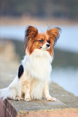 Tricolor papillon dog seating on a bank of lake close-up in evening sunbeams, toy continental spaniel over out of focus background with copyspace.