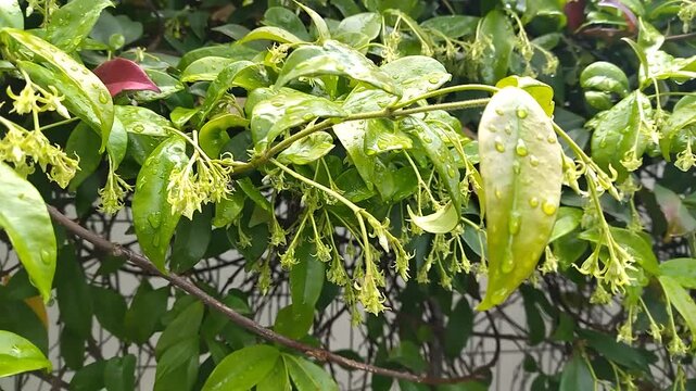 Night flower - Cestrum nocturnum Initial phase of flowering. Flowers will bloom soon. Delicate fragrant white flower smelling sweet in the evening