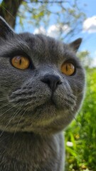 muso di gatto british