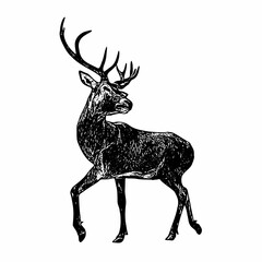 An alert deer with its head raised, rendered in a vintage hand-drawn engraving style. Great for nature illustrations, wildlife artwork, or rustic hunting themes.