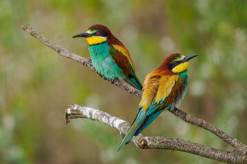 European Bee-eaters perched on a branch