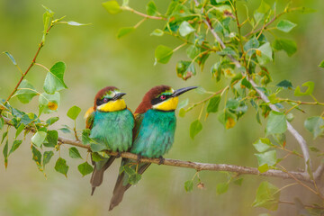 European Bee-eaters perched on a branch