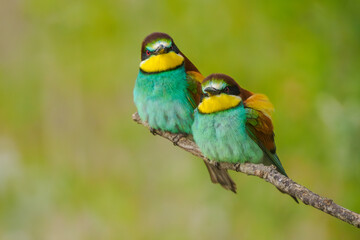 European Bee-eaters perched on a branch