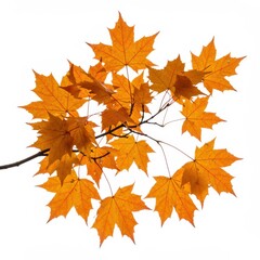 Fototapeta premium Maple branch with vibrant leaves in autumn colors isolated on white background