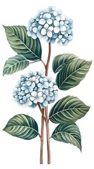 Two light blue hydrangea blossoms with dark green leaves on slender brown stems, set against a white background