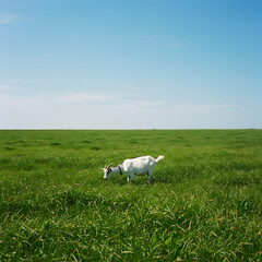 Fototapeta premium White Dog in Green Field, Summer Meadow Landscape Photography