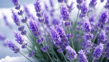 Obraz premium Close-up of vibrant purple lavender flowers blooming in a garden with soft natural light and blurred background