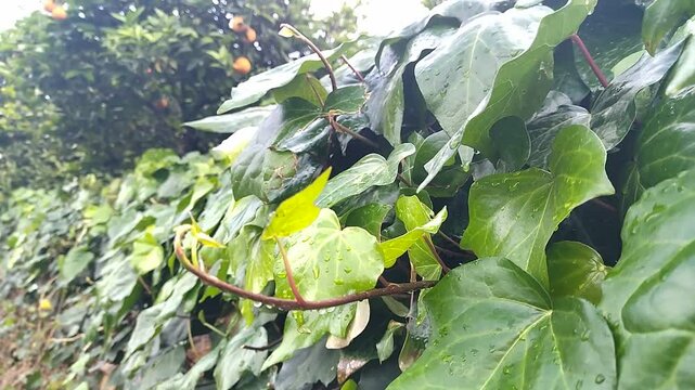Nature after the rain. Bright green ivy with water droplets on the leaves against the background of an orange tree and sky