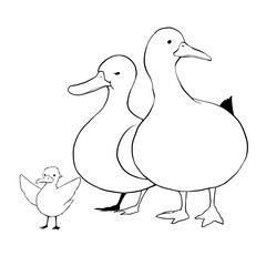 アヒルの家族の白黒イラスト