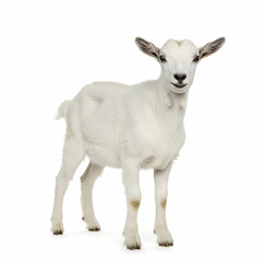 Fototapeta premium Adorable White Goat Kid: Farm Animal Photo