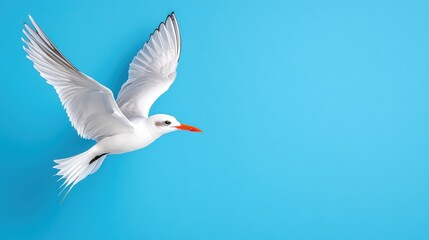Obraz premium White Seabird in Flight, Blue Background