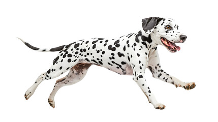 Energetic Dalmatian Dog Running Happily on Transparent Background