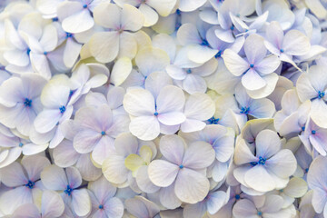 Delicate white hydrangea flowers create an elegant floral backdrop, showcasing soft pastel hues in a unique combination of lemon and blue petals that harmonize with the natural themes of the design