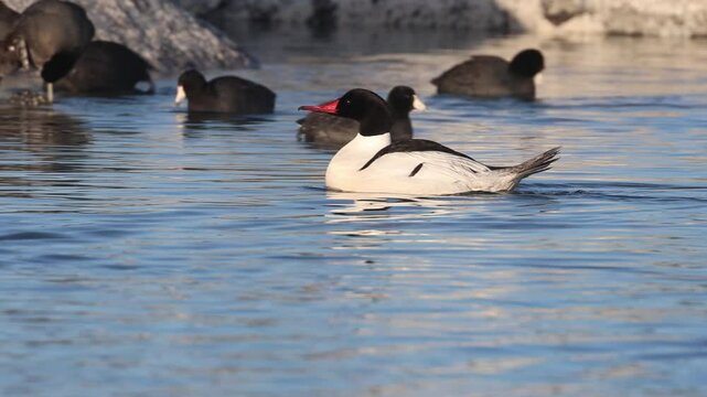 A male common merganser (Mergus Merganser) swimming in Eagle Lake in Lassen County California amid some American Coots.