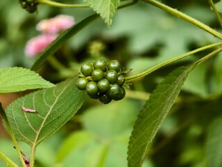 The seeds of the Lantana Camara plant are green	