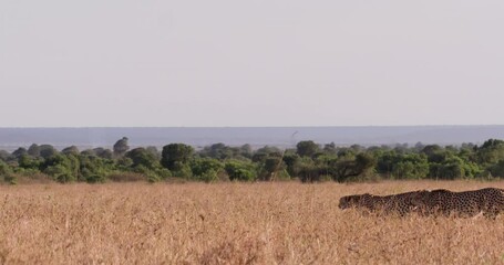 Extreme wide shot of two cheetahs (Acinonyx jubatus) walking across the savannah during the morning in Kenya.