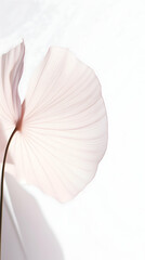Ethereal Floral Whispers: A delicate bloom awash in soft light and translucent petals