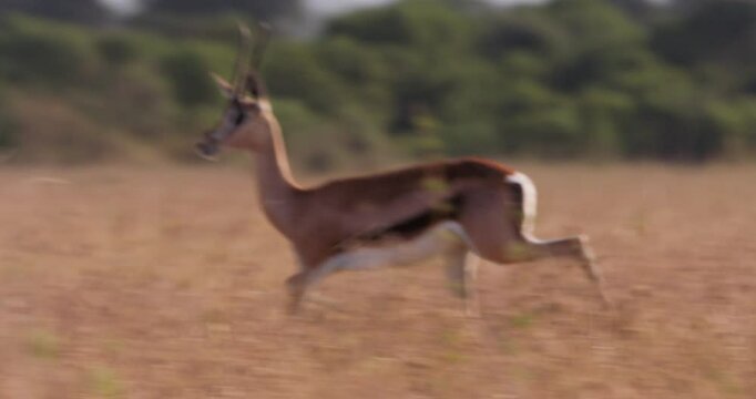 Extreme wide pan shot of a Thomson's gazelle (Eudorcas thomsonii) running from predators during the morning in Kenya.