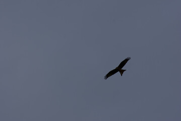 A striking red kite soars gracefully against a moody grey backdrop, its vivid plumage contrasting sharply with the muted tones. Dynamic composition and rich hues evoke freedom and elegance.