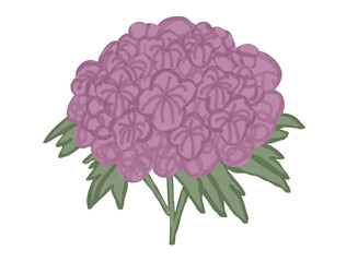 Rosy Hydrangea flowers