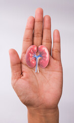 World kidney day. Hand holding kidney shaped paper on white background. National Organ Donor Day. Kidney health concept. top view banner. copy space