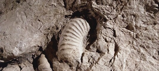 fossile