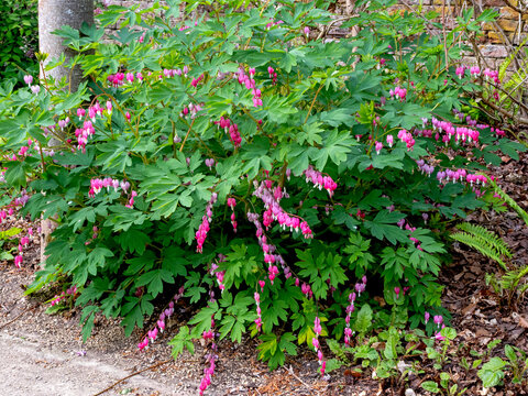 Bleeding heart plant flowering in a garden