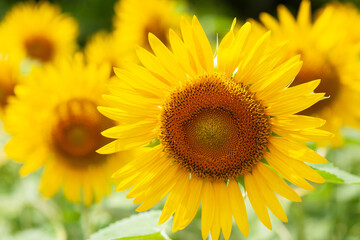 大きなヒマワリ